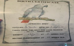 Parrots birds for sale: African grey parrot  - Image 5