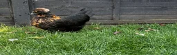 Chickens poultry for sale: Laying Hens just over a year old - Advert 2