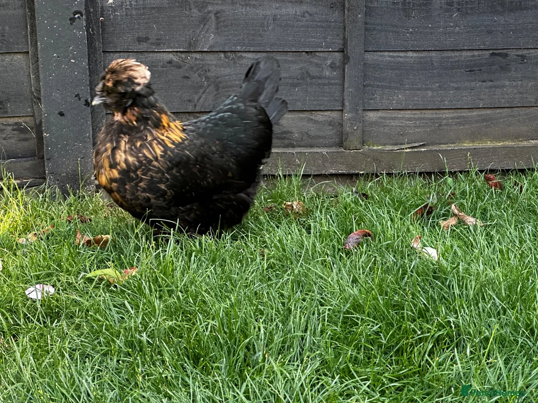 Chickens poultry for sale: Laying Hens just over a year old - Advert 2
