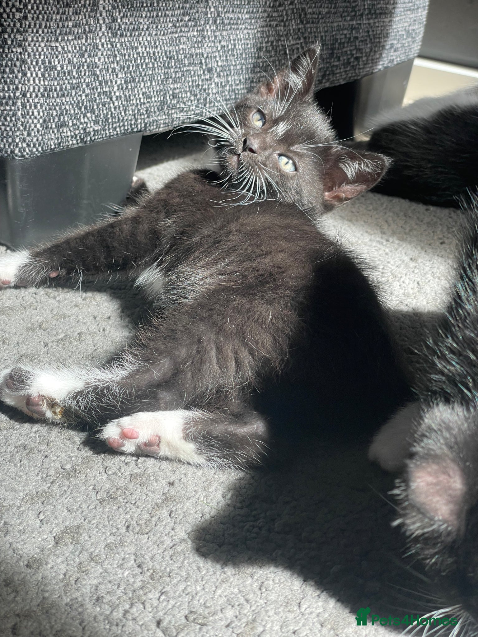 Mixed Breed cats for sale: Two beautiful kittens for sale in Derby - Advert 5