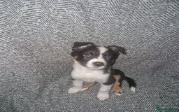 Border Collie dogs for sale: Stunning little litter of border collies  - Image 9