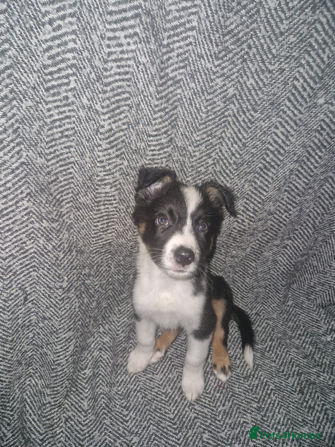 Border Collie dogs for sale: Stunning little litter of border collies  - Image 9