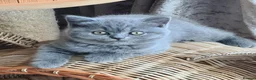 British Shorthair cats for sale: Full vaccination&Register GCCF BSH kittens 💝 - Advert 4