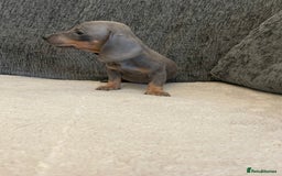 Dachshund dogs for sale: Dachshund puppies sausage dogs  - Image 8