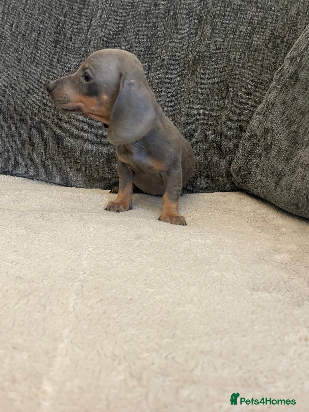 Dachshund dogs for sale: Dachshund puppies sausage dogs  - Image 8