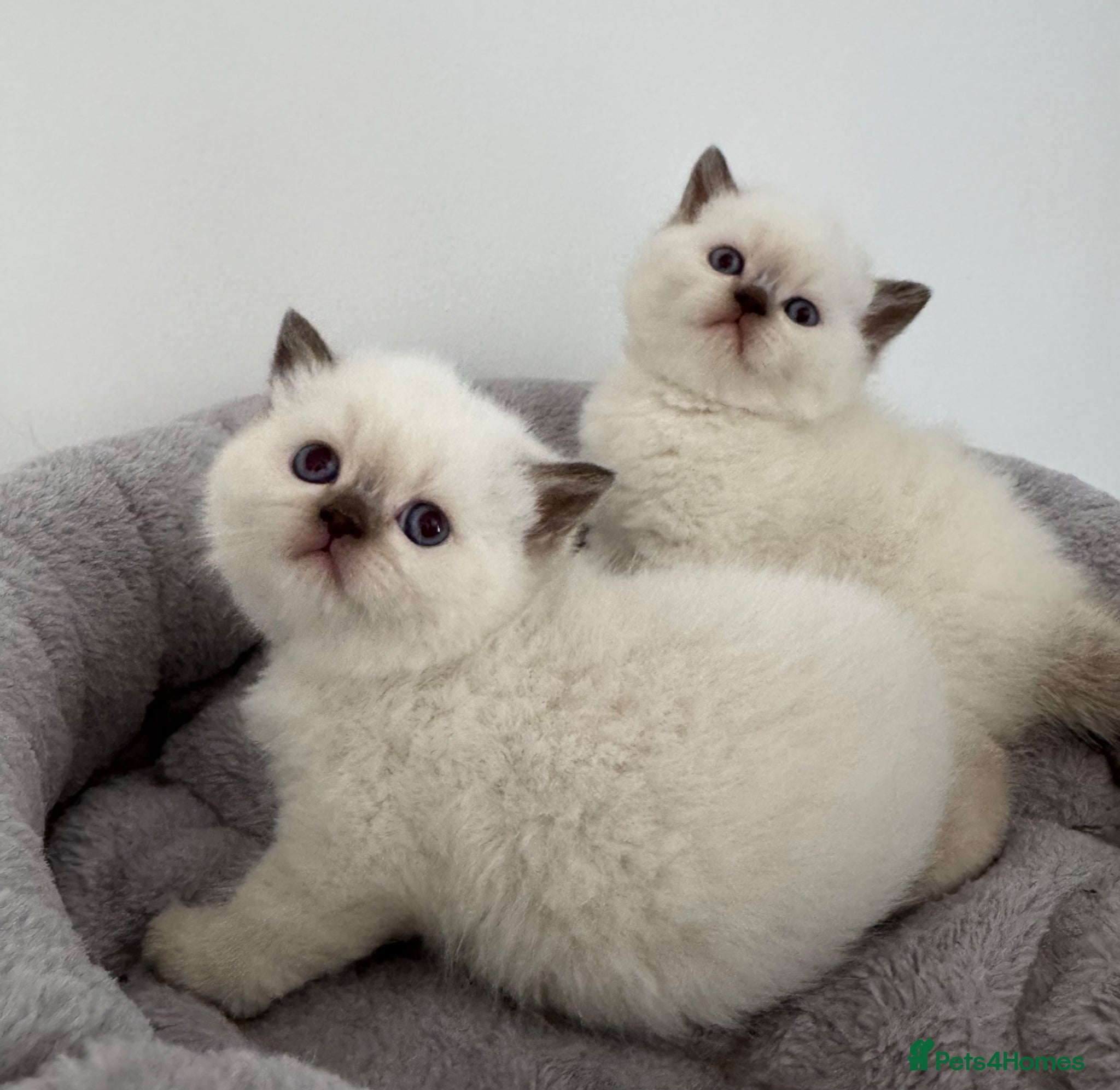 British Shorthair cats British shorthair kittens  - Advert 1