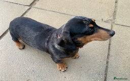 Miniature Dachshund dogs for sale: Minature daschund female  - Image 3