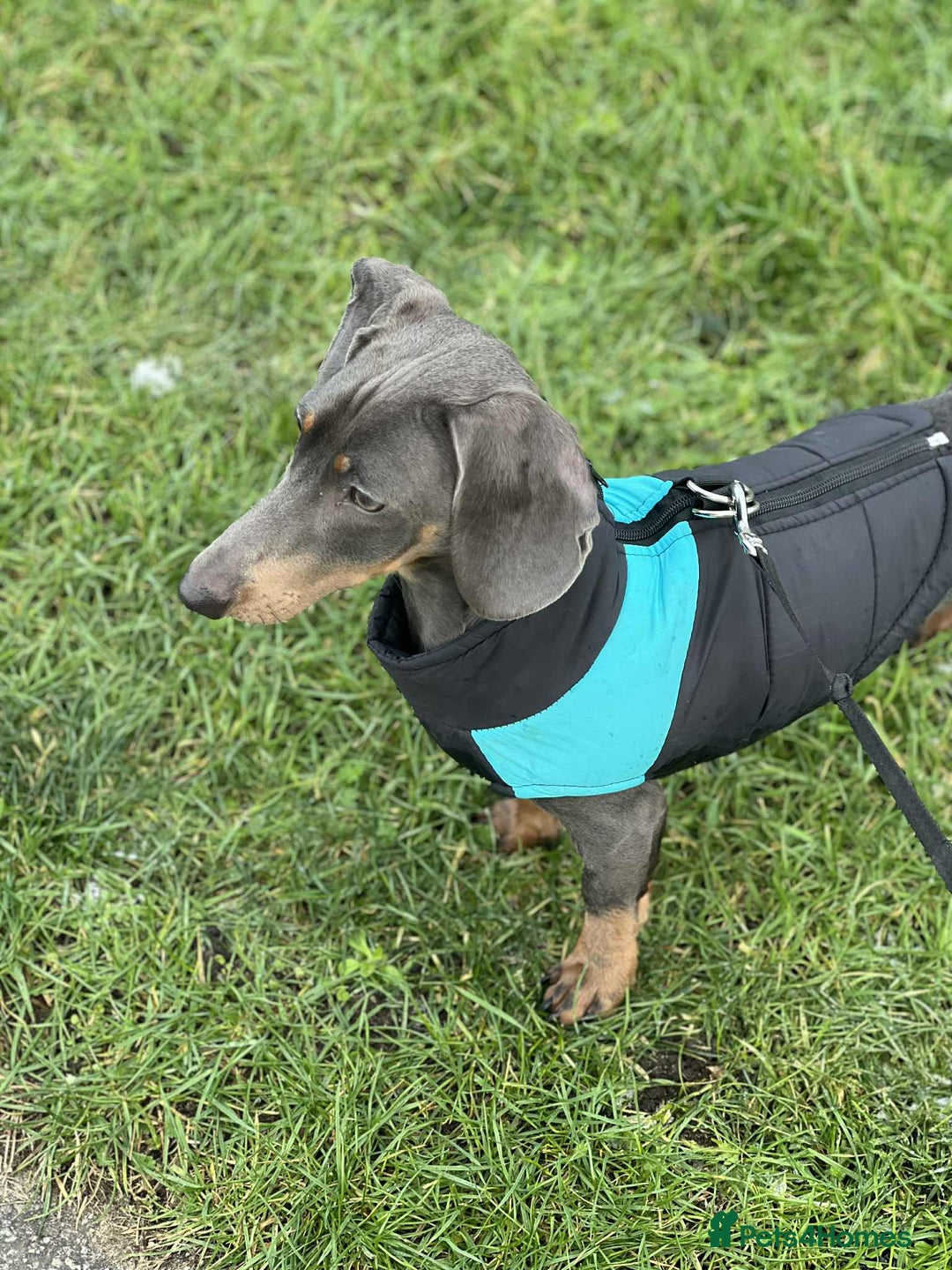 Miniature Dachshund dogs for sale: Miniature Dachshund  - Advert 4