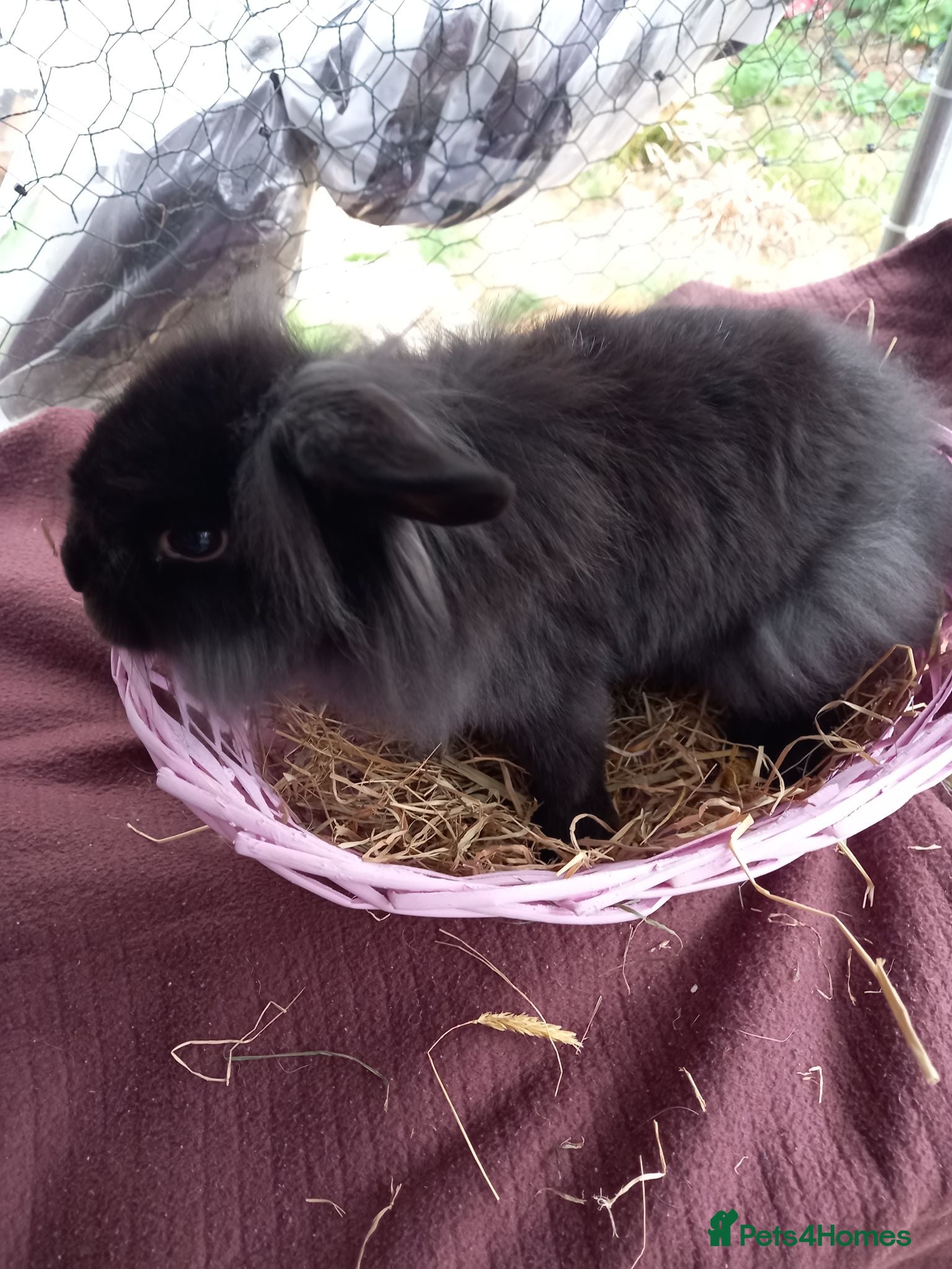 Lionhead rabbits Lion head lops and lops - Advert 3