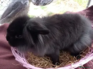 Lionhead rabbits Lion head lops and lops - Advert 2