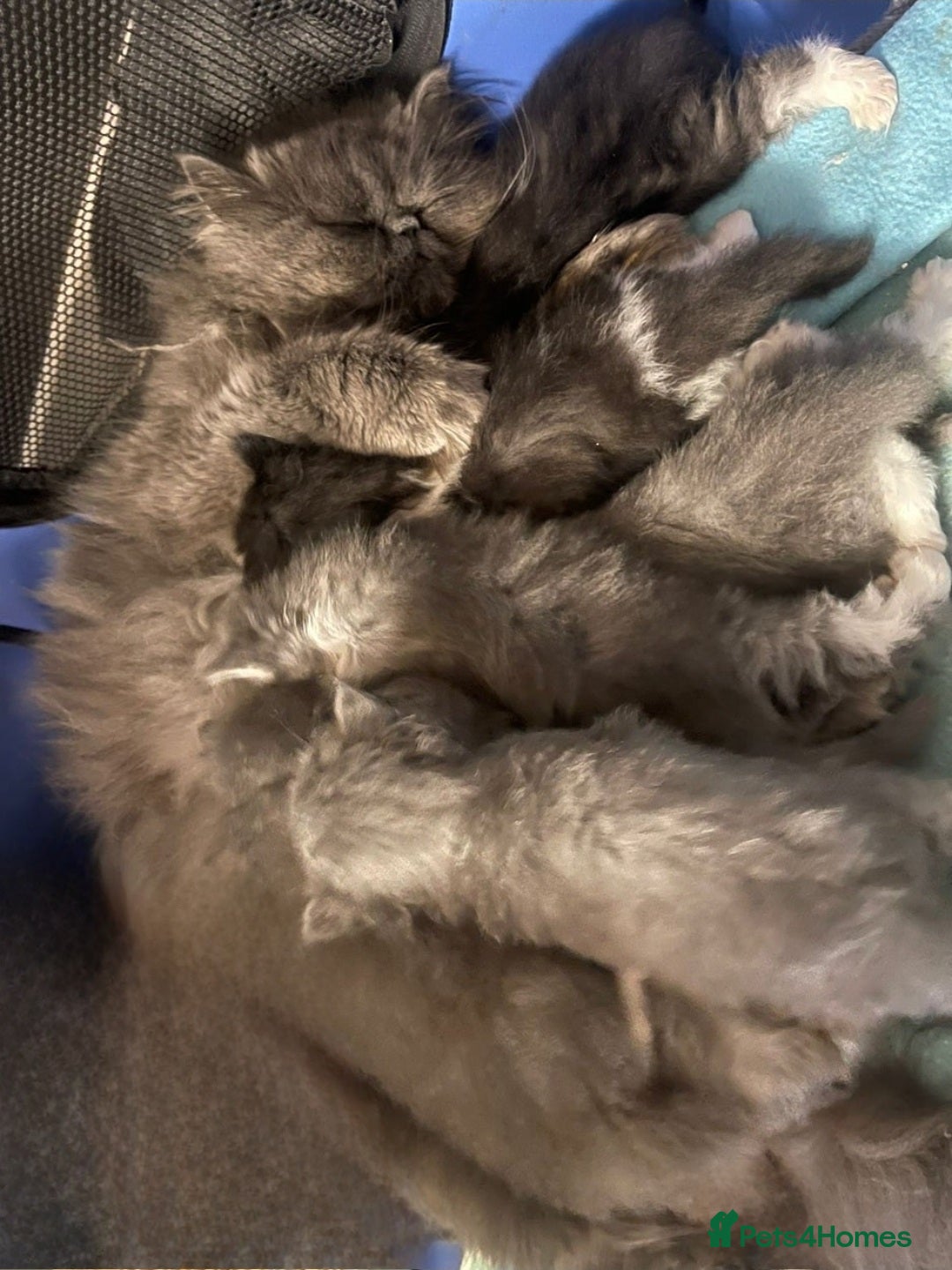 Persian cats for sale: Stuning Persian Girl - Image 14