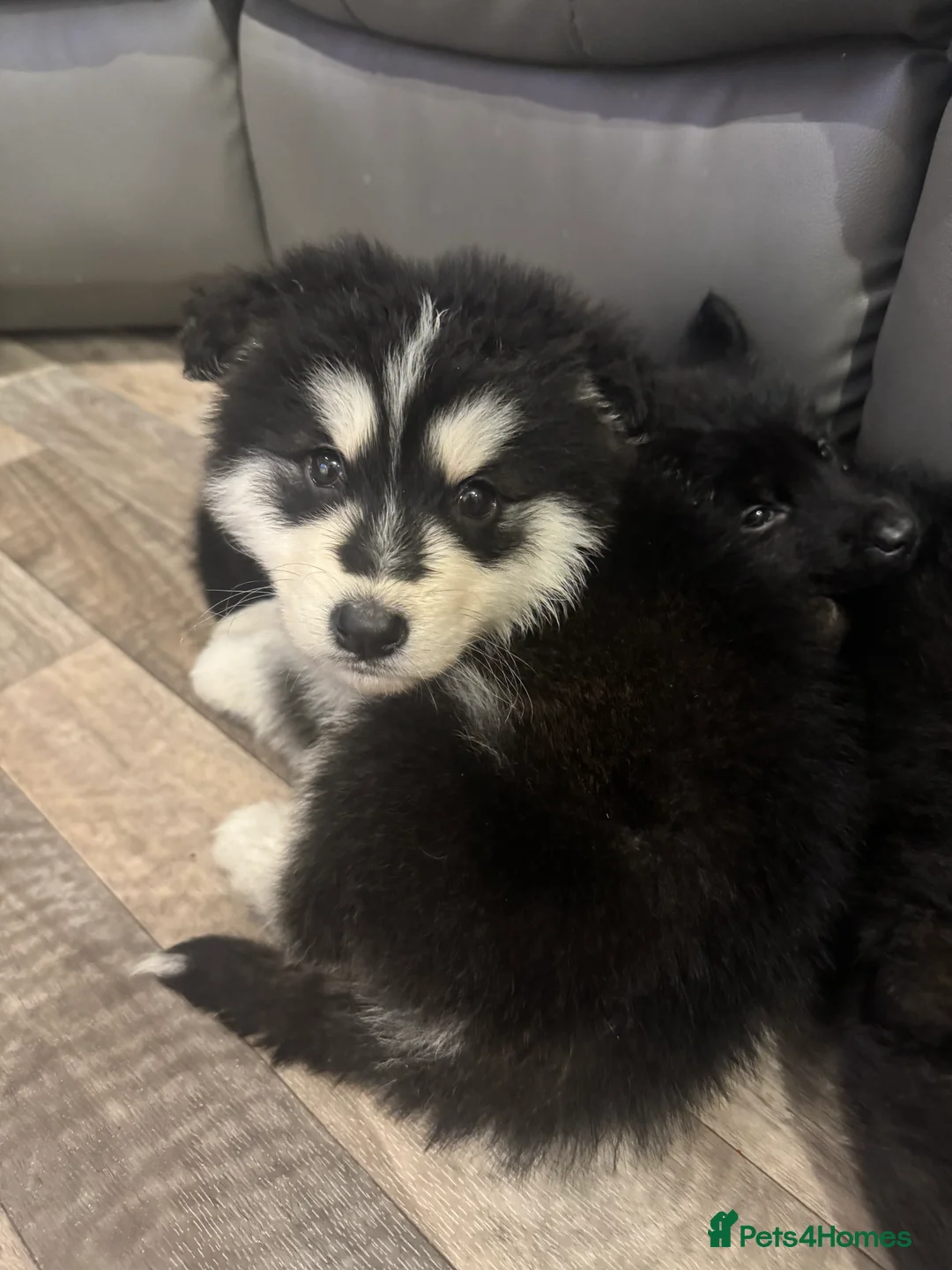 Mixed Breed dogs for sale: German shepherd x malamute puppies  - Advert 21