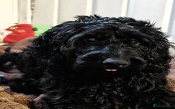 Cockapoo dogs for sale: Beautiful Male Cockapoo - Image 1