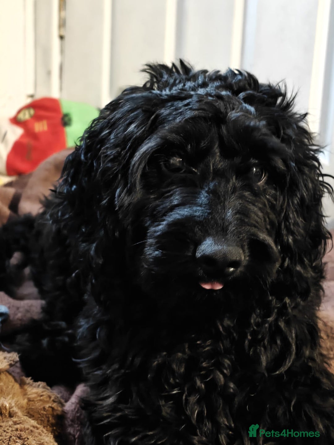 Cockapoo dogs for sale: Beautiful Male Cockapoo - Image 1