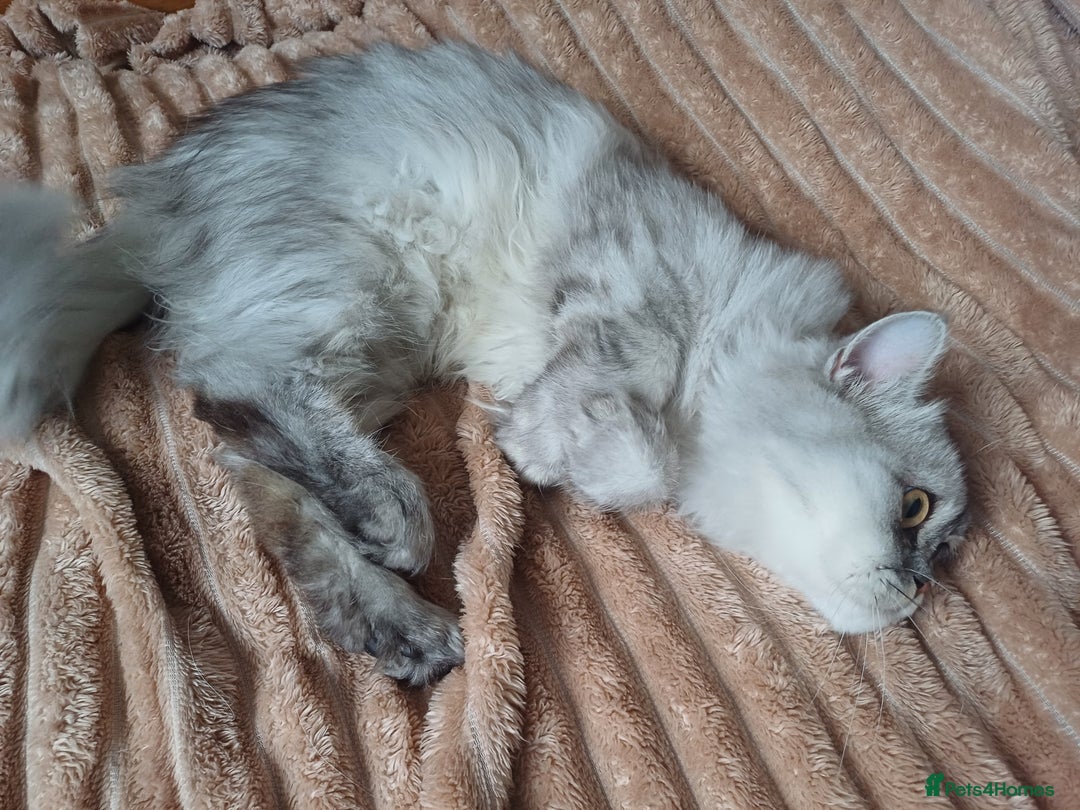 Persian cats for sale: Chinchilla persian 1 year. £250 - Image 6