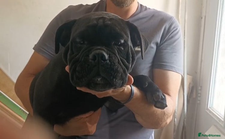 Olde English Bulldogge dogs - Advert 1