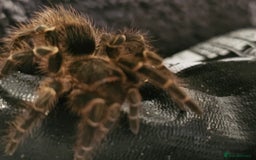 Tarantulas invertebrates for sale: Grammostola pulchripes with set up  - Image 5