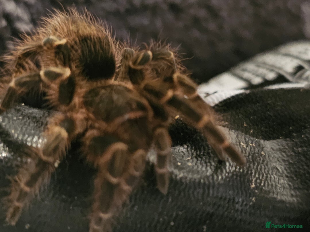 Tarantulas invertebrates for sale: Grammostola pulchripes with set up  - Image 5