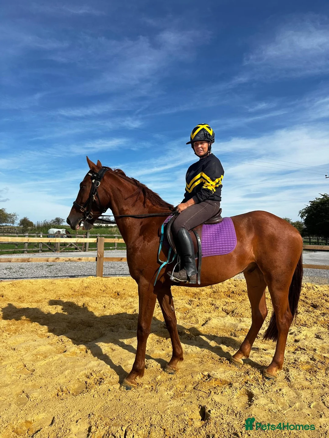 Appaloosa horses for sale: Appaloosa X gelding 15.3hh rising 4  in Hull - Advert 1