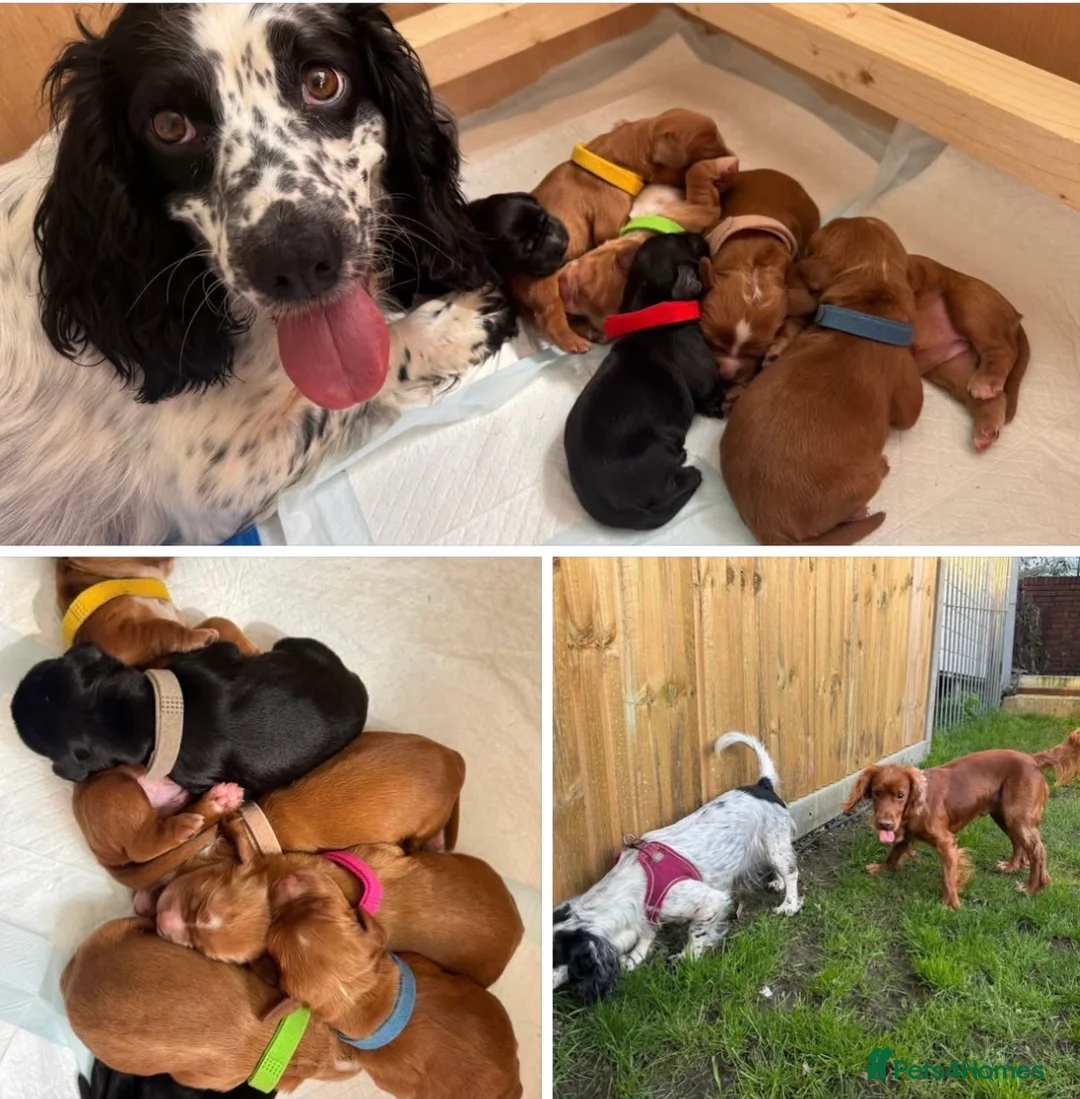 Sprocker dogs for sale: 7 beautiful Sprockers ❤️ - Advert 5