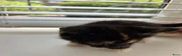 Mixed Breed cats for sale: 5 beautiful kittens  - Advert 22