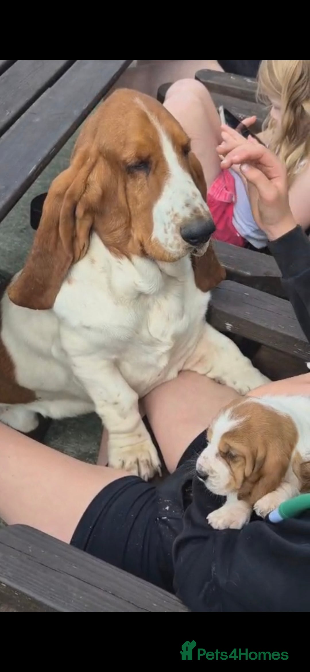 Basset Hound dogs for sale: KC BASSET HOUND PUPPIES  - Image 15