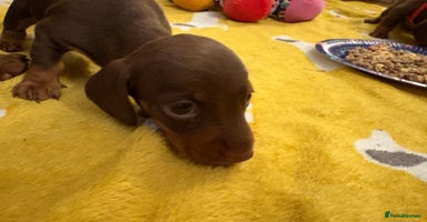 Miniature Dachshund dogs Beautiful best of breed litter - Advert 9