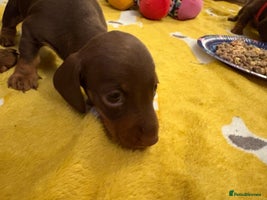 Miniature Dachshund dogs Beautiful best of breed litter - Advert 9