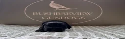 Cocker Spaniel dogs for sale: KCReg fully health tested working cocker puppies - Advert 4