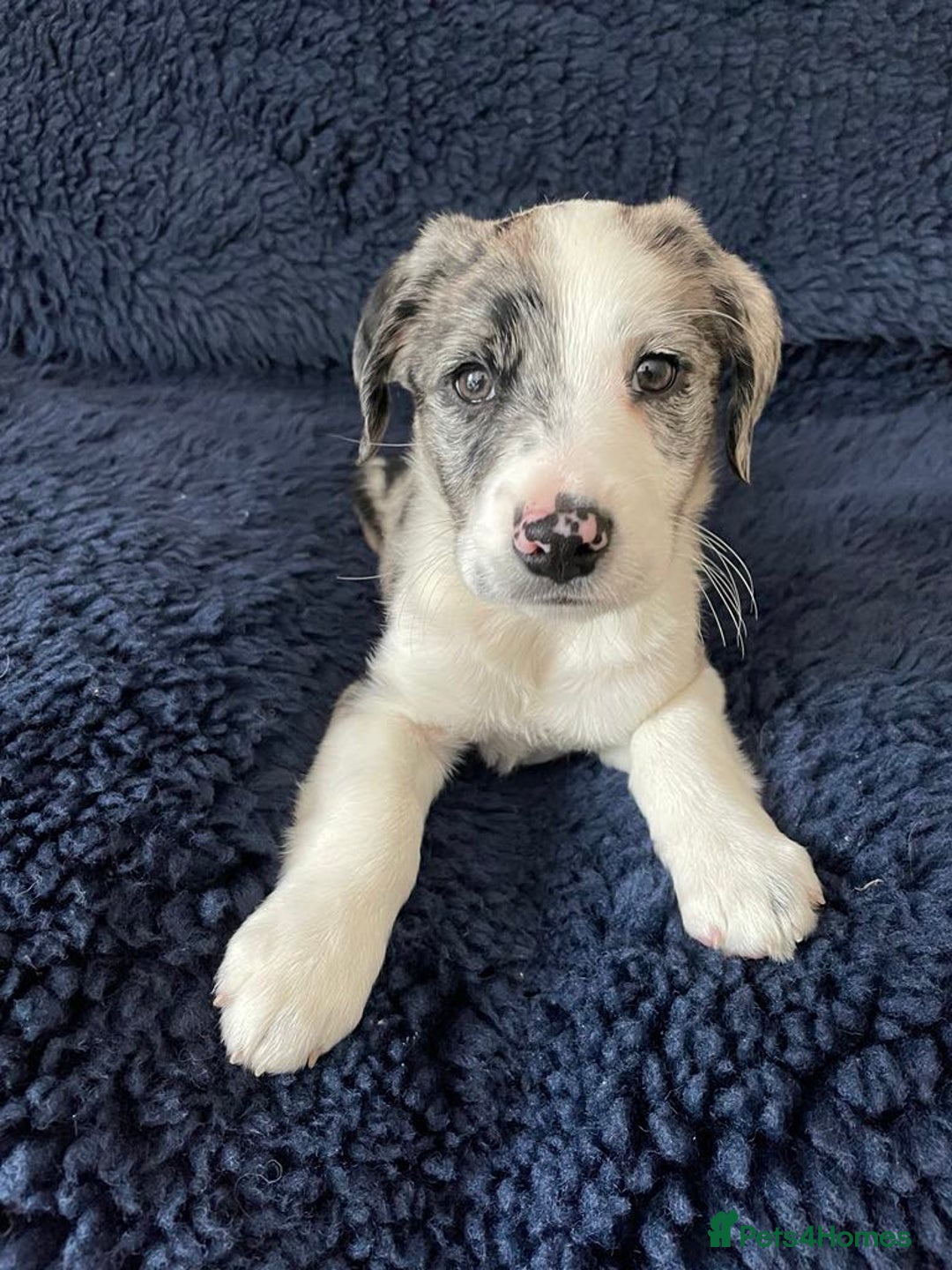 Mixed Breed dogs for sale: Collie x Sproker  - Image 2