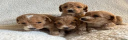 Cockapoo dogs for sale: F1bcockapoo puppies - DNA Health test clear  in Staines - Advert 16