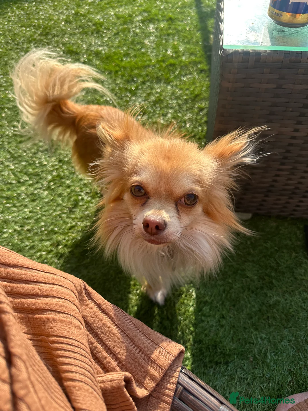 Chihuahua dogs for sale: Male chihuahua 2yo (entire)  - Advert 4