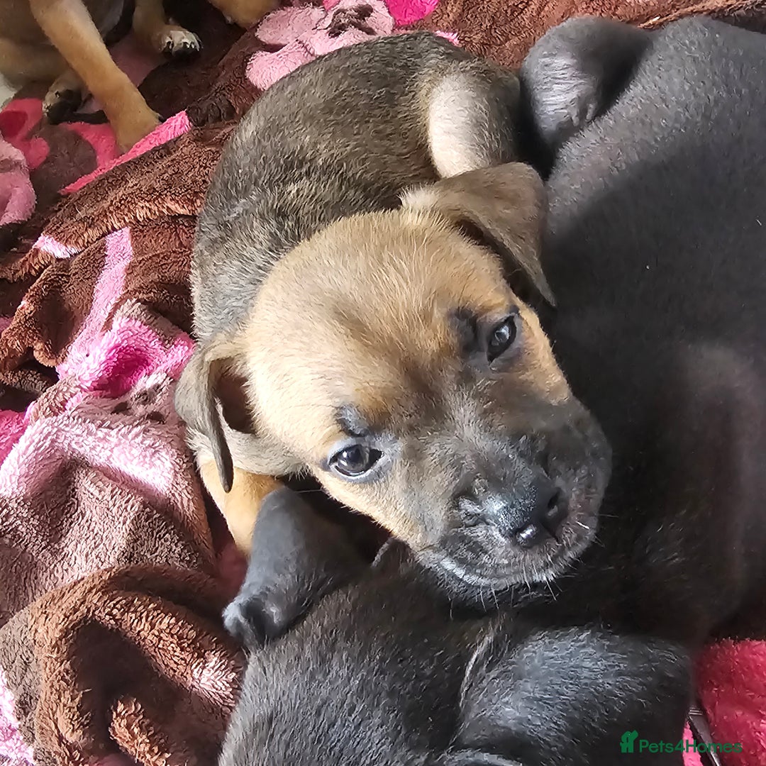 Mixed Breed dogs for sale: Accidental litter - Image 15