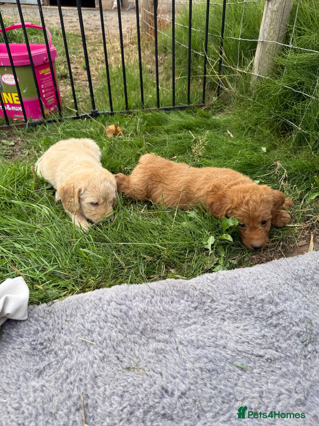 Labradoodle dogs for sale: Health tested chunky and fluffy labradoodles  - Image 9