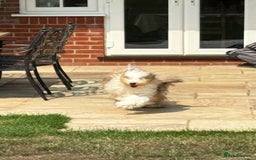 Tibetan Terrier dogs for sale: Lovely KC Reg Boy looking for the right home - Image 2