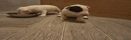 Miniature Bull terrier dogs for sale: White Miniature Bullterrier  - Advert 10