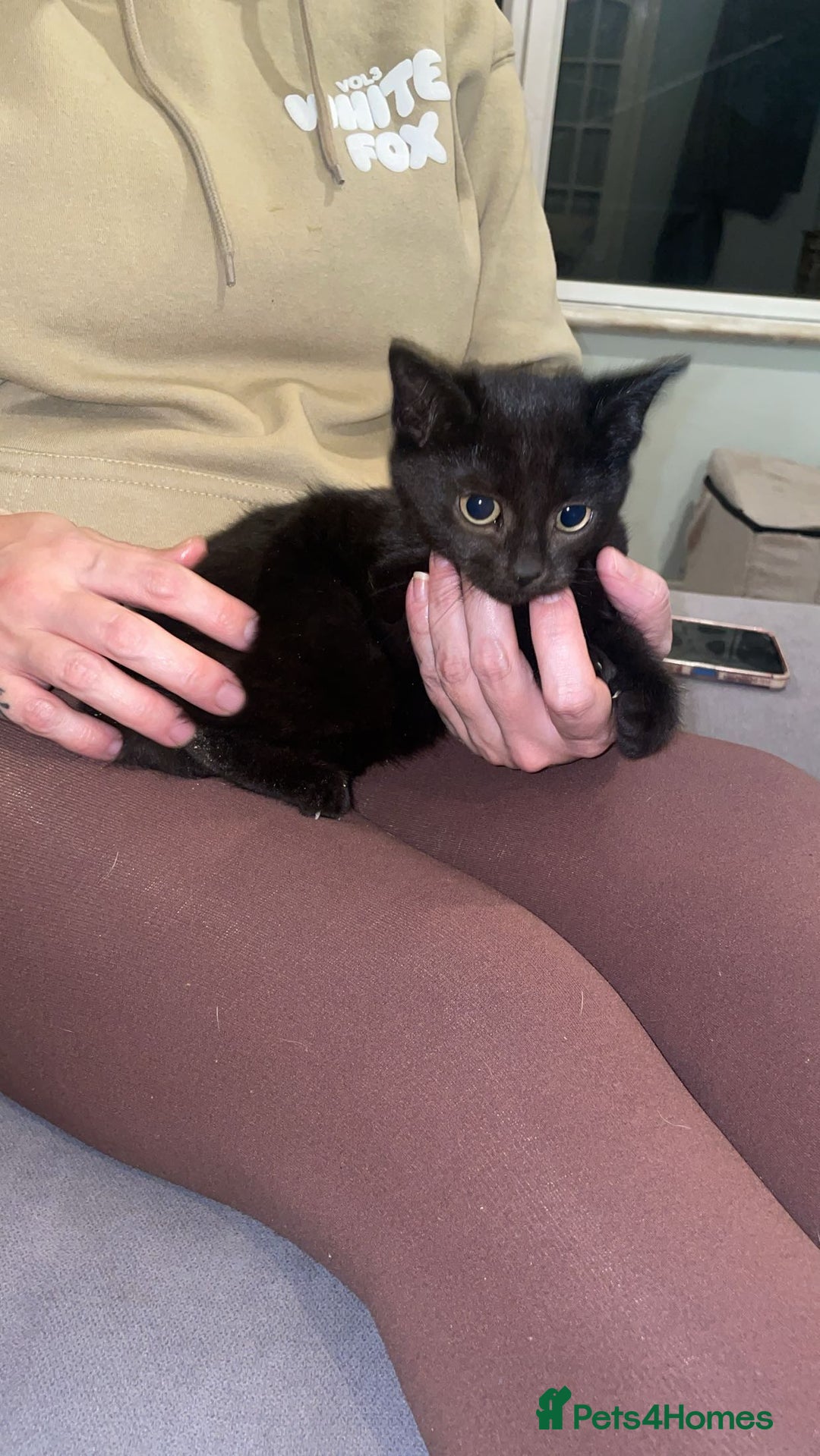 Mixed Breed cats for sale: 3 beautiful babies looking for forever homes - Advert 6