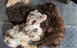 Labradoodle dogs for sale: 🐾Stunning Mini Labradoodle F1b Pups DNA Check🐾  - Image 1