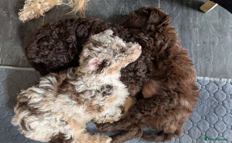 Labradoodle dogs - Advert 2
