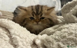 Persian cats for sale: Persian Babies ready to go - Advert 4
