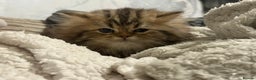 Persian cats for sale: One girl left - Advert 9