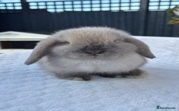 Mini Lop rabbits for sale: Gorgeous Purebred mini lop babies - Image 2