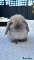 Mini Lop rabbits - Advert 5
