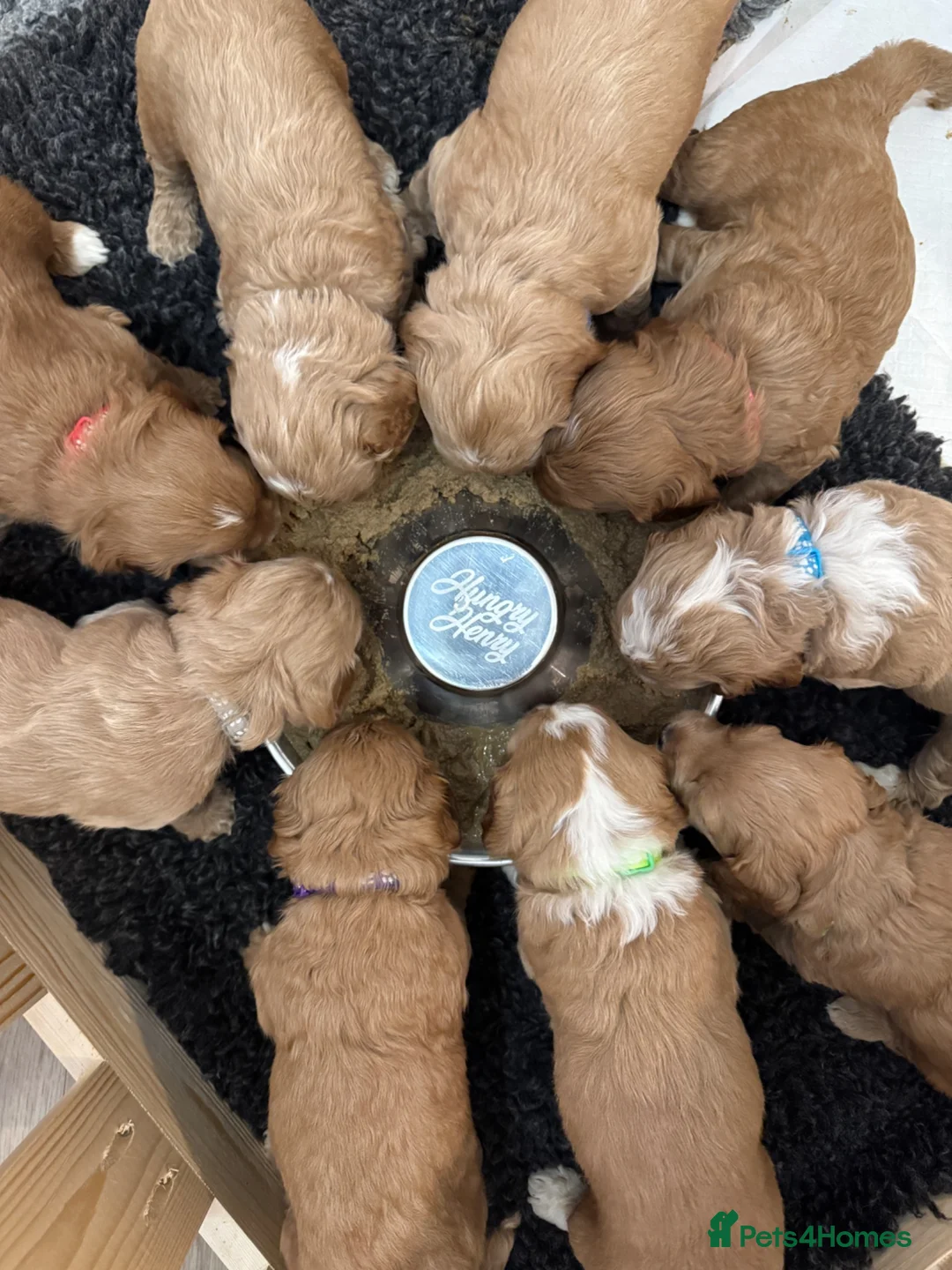 Australian Labradoodle dogs for sale: Multigen Australian Labradoodle - Advert 20