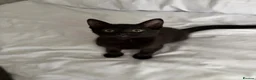 Mixed Breed cats for sale: 4 Beautiful kittens looking for Loving Homes in Bradford - Advert 8
