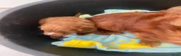 Cavapoo dogs for sale: Beautiful five Cavapoos - Advert 15