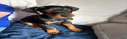 Dobermann dogs for sale: Beautiful male Dobermann  - Advert 2