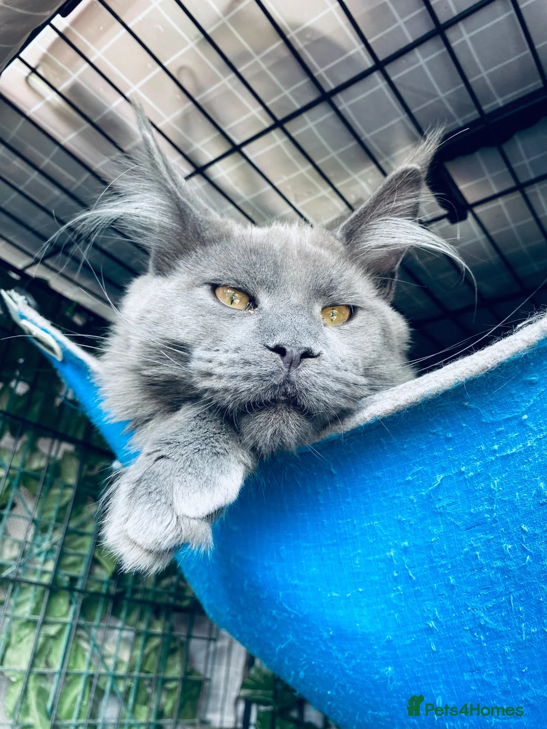 Maine Coon cats for sale: 💙*🦁*BLUE MAINE COON*💎*KITTENS*🦁*💙 - Advert 2