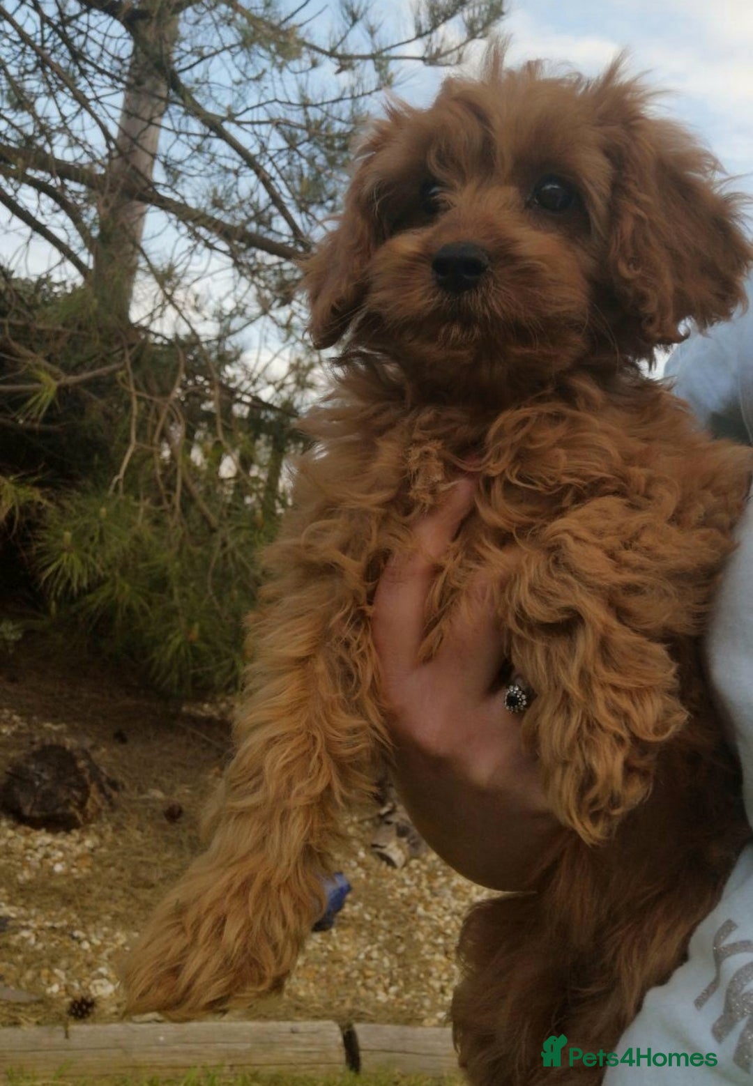 Cavapoo dogs for sale: DNA CLEAR F1 RED CAVAPOOS  - Image 10