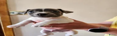 Jack Russell Puppy 2